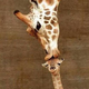 Illustration for article titled This Viral Giraffe is Dead, So Feel Free to Give Up Hope Now